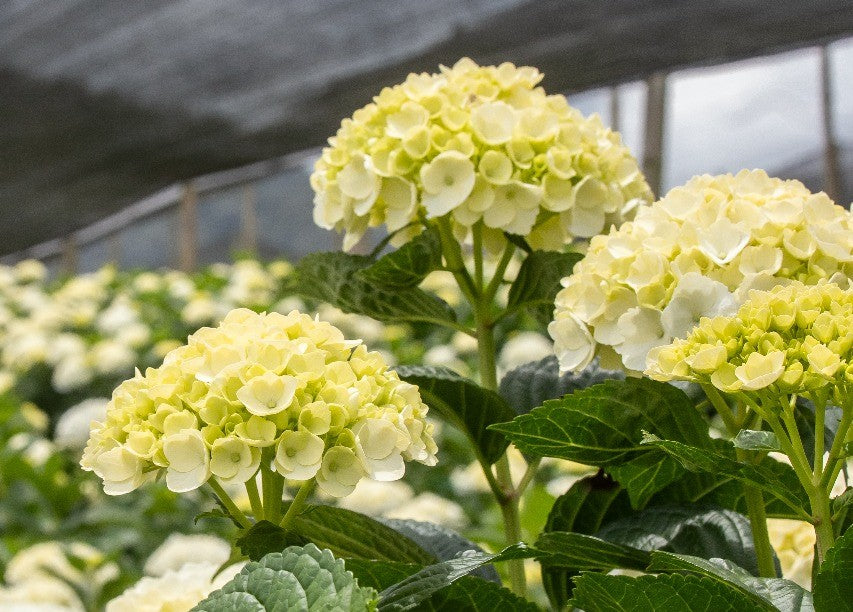 Hortensias: un regalo eterno de color, elegancia y significado