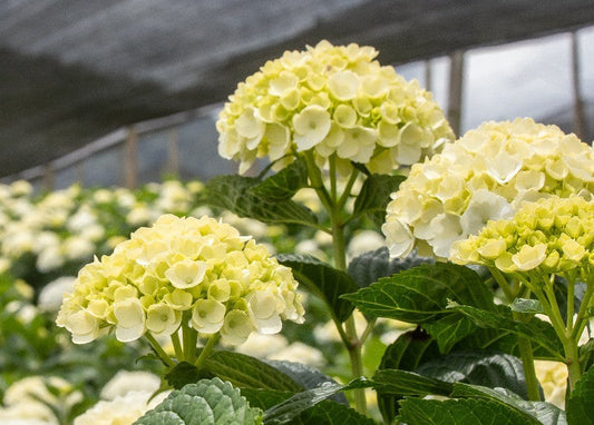 Hortensias: un regalo eterno de color, elegancia y significado
