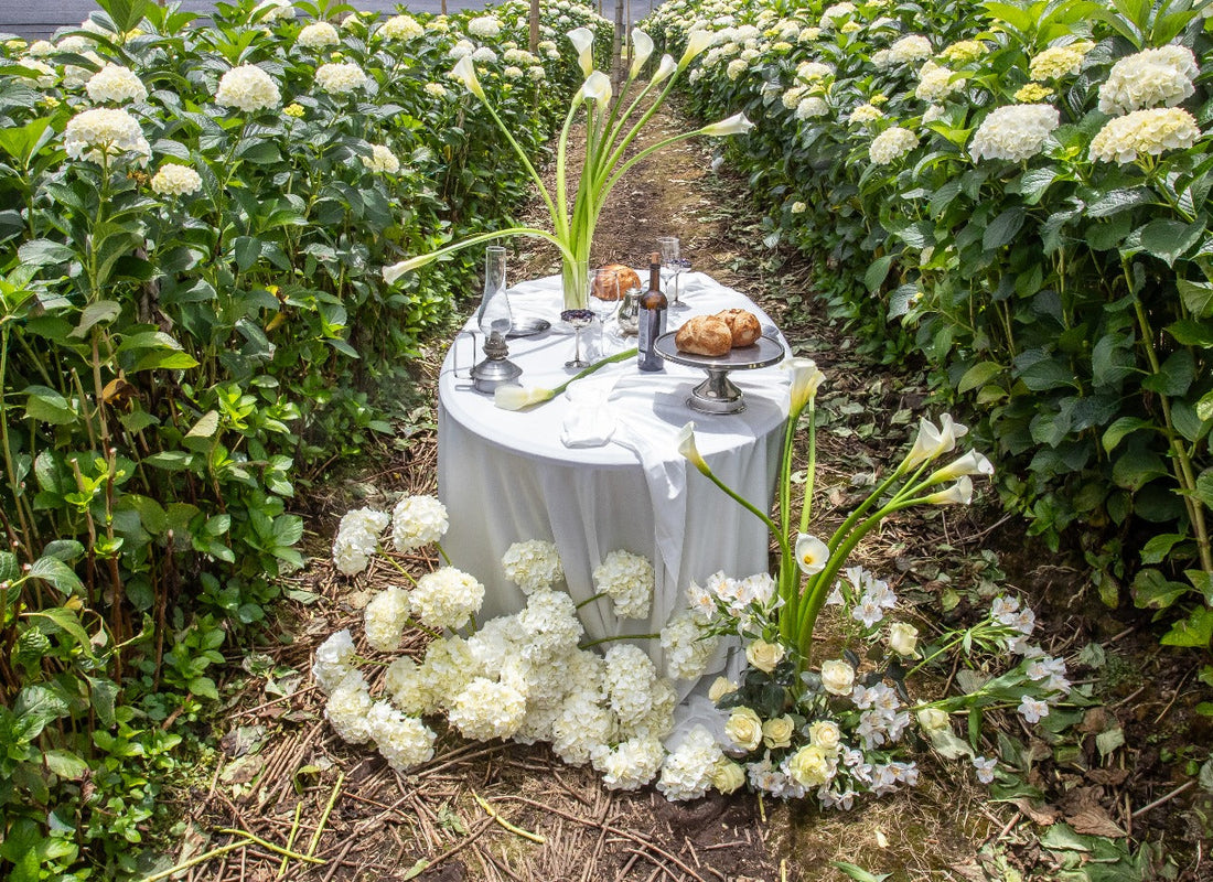 orquídea blanca phalaenopsis en arreglo Floret de Autor