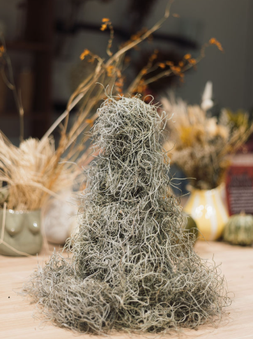 ARBOL DE MUSGO PRESERVADO